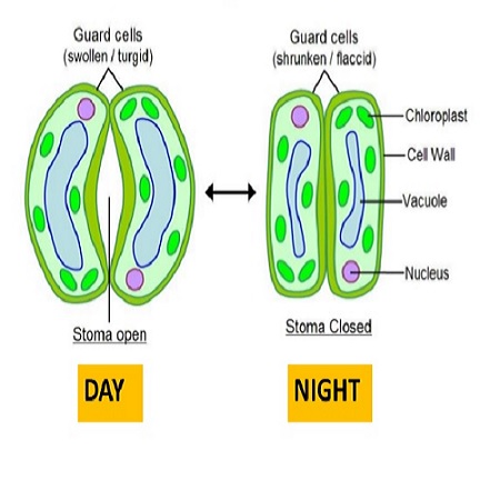 Stomata day and night cannabis