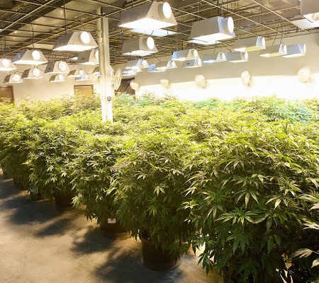 Indoor marijuana growing