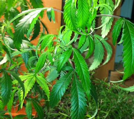 Overwatering marijuana