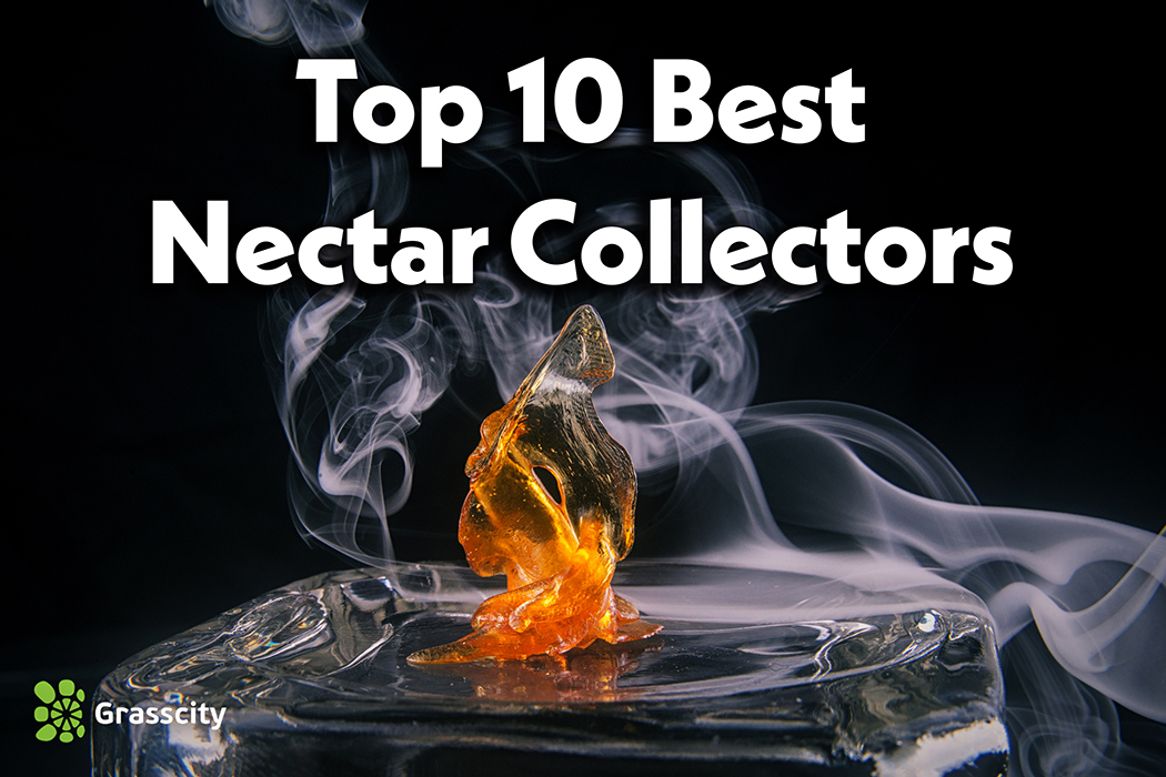 Top 10 Best Nectar Collector